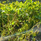 팜모닝 콩·영농일지 게시글 이미지