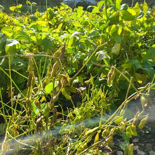 오케바리(옥경종)님의 콩 · 영농일지 작성글 사진