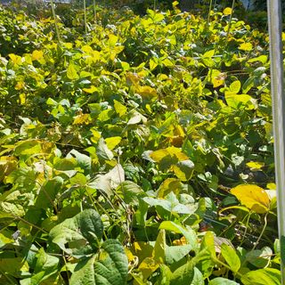 오케바리(옥경종)님의 콩 · 영농일지 작성글 사진