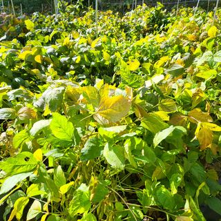 오케바리(옥경종)님의 콩 · 영농일지 작성글 사진