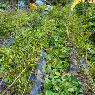 오케바리(옥경종)님의 콩 · 영농일지 작성글 사진