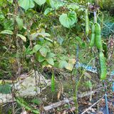 팜모닝 콩·영농일지 게시글 이미지