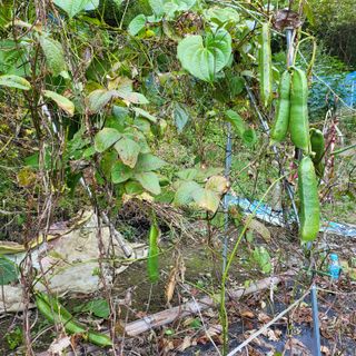 오케바리(옥경종)님의 콩 · 영농일지 작성글 사진