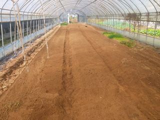 허나두울셋님의 양배추 · 영농일지 작성글 사진