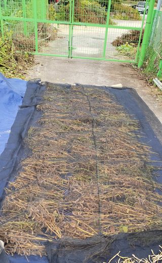 김중언님의 콩 · 자유게시판 작성글 사진