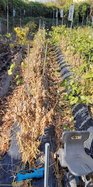 김중언님의 콩 · 자유게시판 작성글 사진