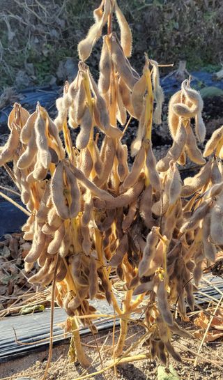 김중언님의 콩 · 자유게시판 작성글 사진