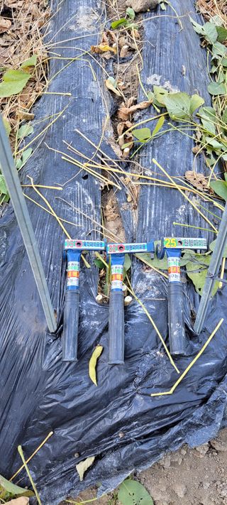 김중언님의 콩 · 자유게시판 작성글 사진