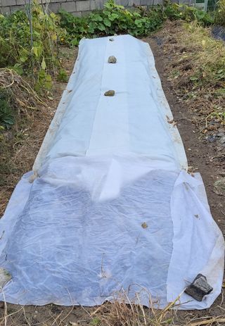 김중언님의 콩 · 자유게시판 작성글 사진