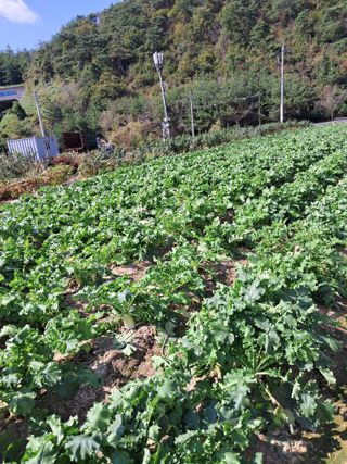 김기한님의 배추 · 품종•종자 작성글 사진