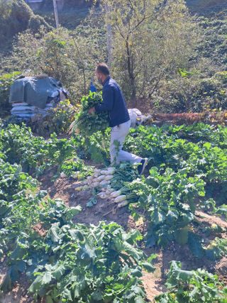 김기한님의 배추 · 품종•종자 작성글 사진