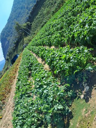 김기한님의 배추 · 품종•종자 작성글 사진