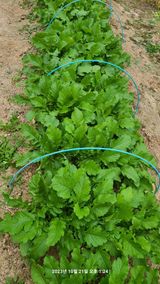 팜모닝 사과·영농일지 게시글 이미지