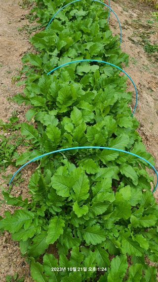 도솔님의 사과 · 영농일지 작성글 사진