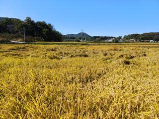 한재승님의 벼 · 영농일지 작성글 사진