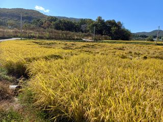 한재승님의 벼 · 영농일지 작성글 사진