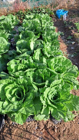 이규석 님의 고구마 · 자유게시판 작성글 사진