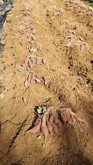 이규석 님의 고구마 · 자유게시판 작성글 사진