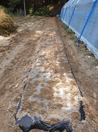 샤이니바다님의 콩 · 영농일지 작성글 사진