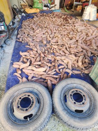 용인시님의 고구마 · 자유게시판 작성글 사진