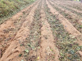 용인시님의 고구마 · 자유게시판 작성글 사진