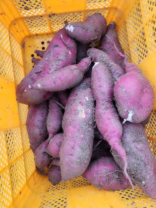 용인시님의 고구마 · 자유게시판 작성글 사진