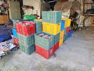 용인시님의 고구마 · 자유게시판 작성글 사진