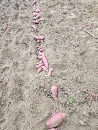 용인시님의 고구마 · 자유게시판 작성글 사진