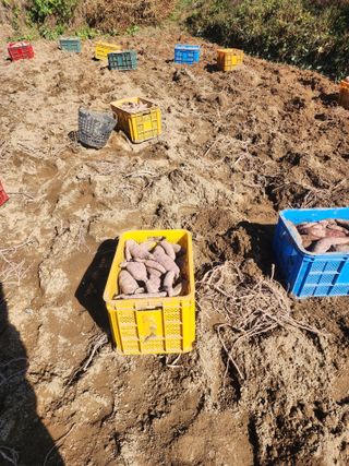 용인시님의 고구마 · 자유게시판 작성글 사진