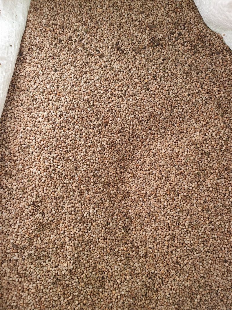 장터 상품 [23년 햇 들깨[판매완료]] 썸네일