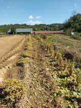 팜모닝 콩·영농일지 게시글 이미지