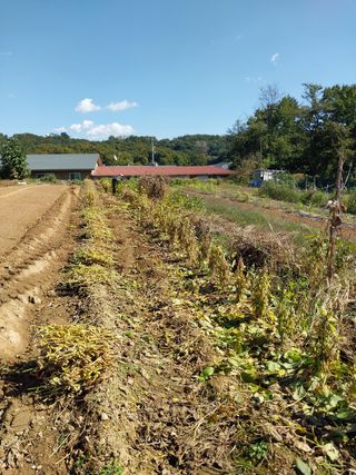 유영동님의 콩 · 영농일지 작성글 사진