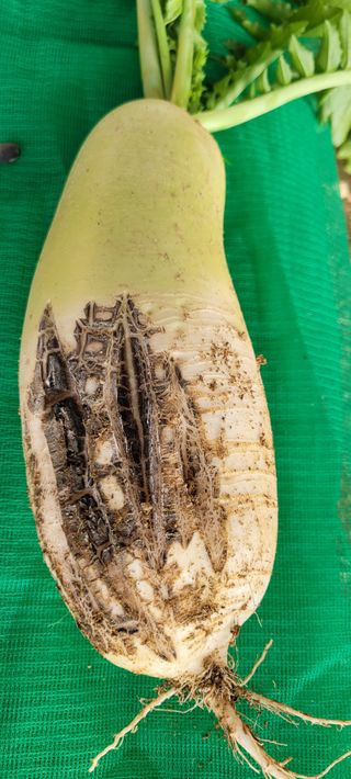 살구15128님의 기타작물 · 병해충상담 작성글 사진