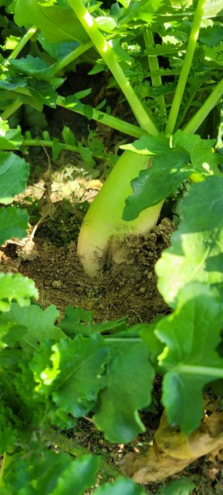 살구15128님의 기타작물 · 병해충상담 작성글 사진