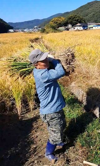 조준제님의 벼 · 영농일지 작성글 사진