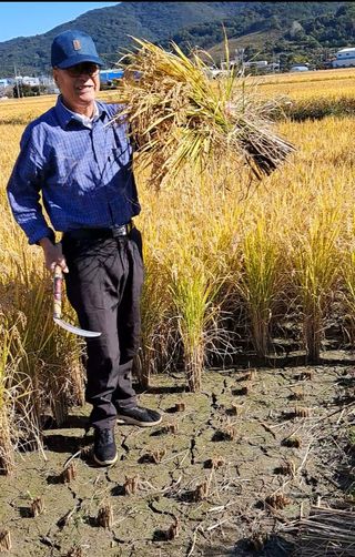 조준제님의 벼 · 영농일지 작성글 사진