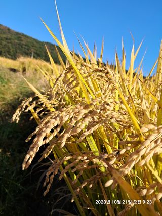 조준제님의 벼 · 영농일지 작성글 사진