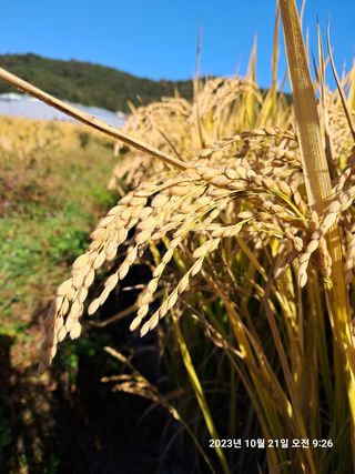 조준제님의 벼 · 영농일지 작성글 사진