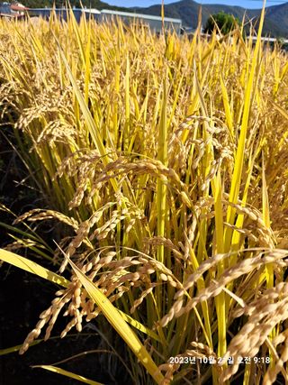 조준제님의 벼 · 영농일지 작성글 사진