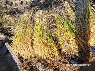 조준제님의 벼 · 영농일지 작성글 사진