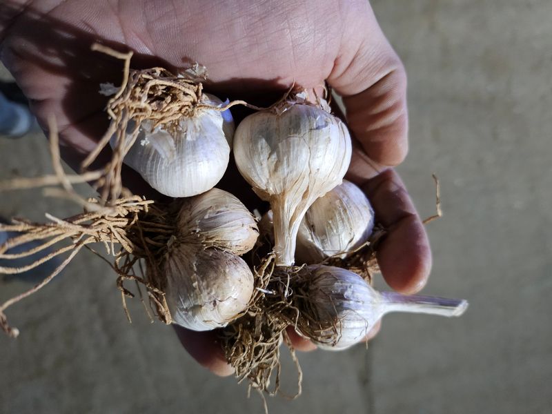 장터 상품 [대서 마늘] 썸네일