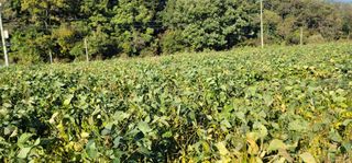 신승철님의 콩 · 영농일지 작성글 사진