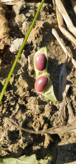 신승철님의 콩 · 영농일지 작성글 사진