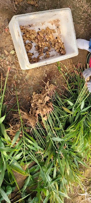 살구15128님의 토마토 · 영농일지 작성글 사진