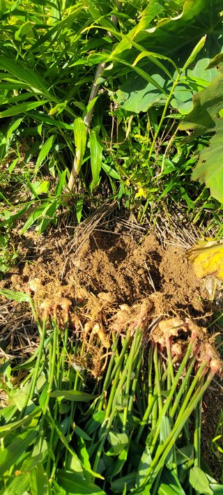 살구15128님의 토마토 · 영농일지 작성글 사진