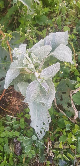 주말농3년차님의 자유주제 · 자유게시판 작성글 사진