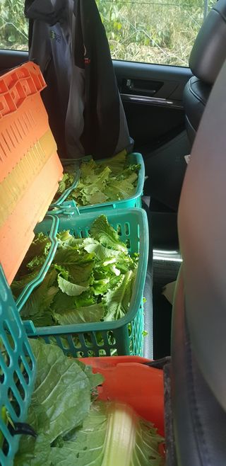 주말농3년차님의 자유주제 · 자유게시판 작성글 사진