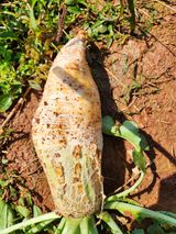 팜모닝 기타작물·병해충상담 게시글 이미지