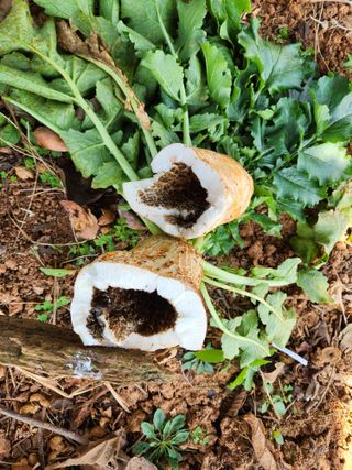 김저팔계님의 기타작물 · 병해충상담 작성글 사진