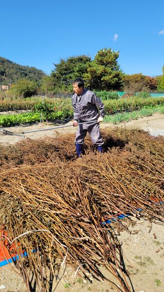 김유식 (청산)님의 콩 · 영농일지 작성글 사진